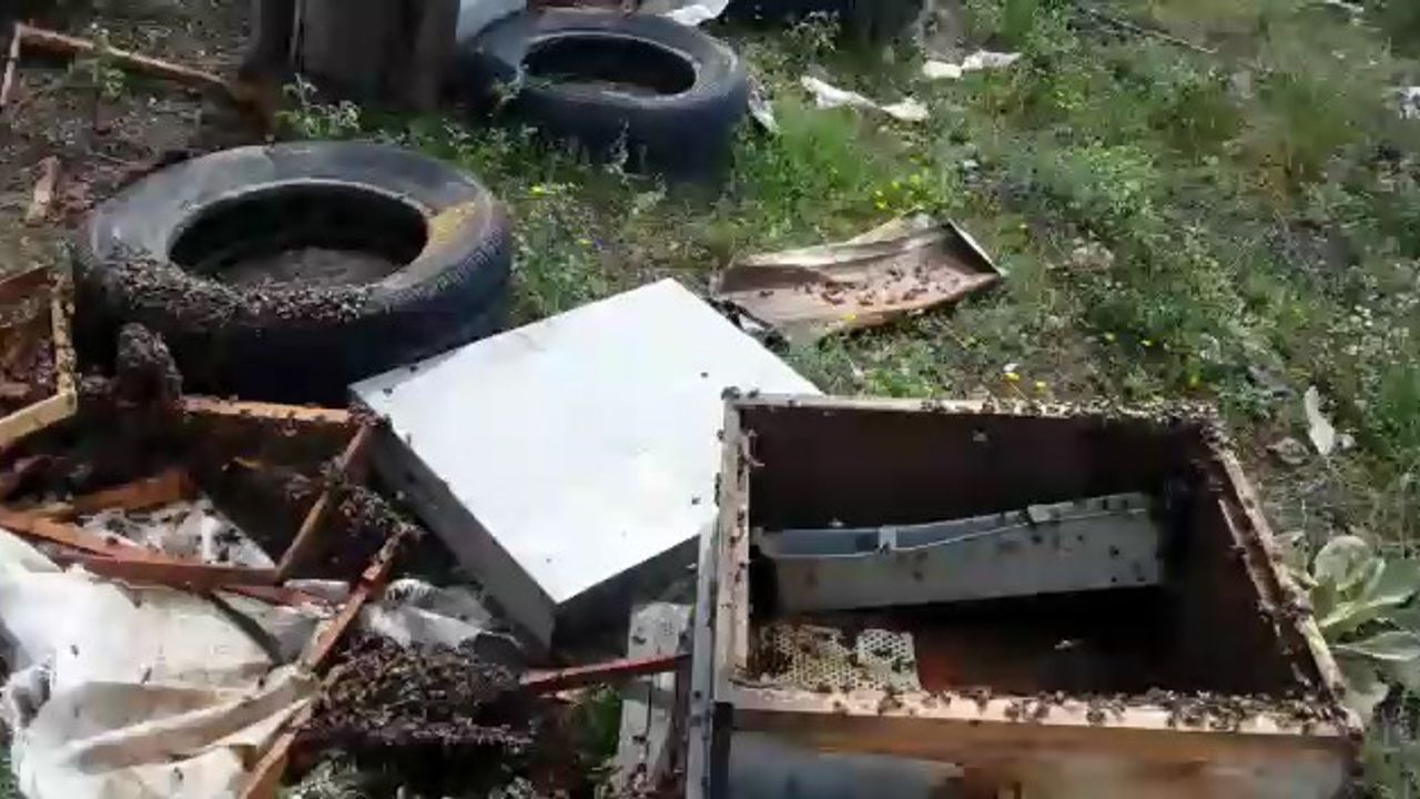 Bursa'da aç kalan ayı arı kovanlarını parçaladı