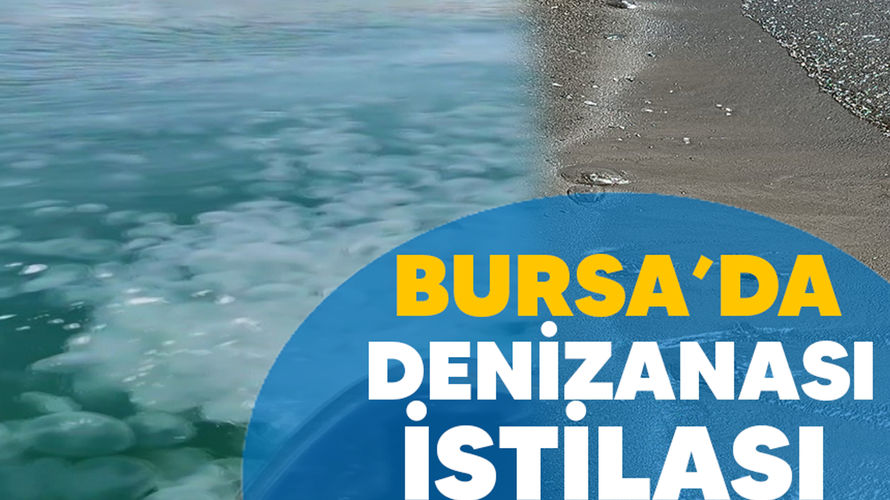 Bursa'da denizanası istilası
