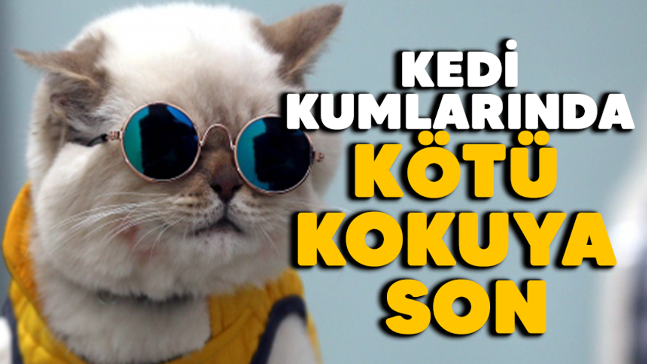 Kedi Kumları Neden Kokar ve Kokusuz Kedi Kumları