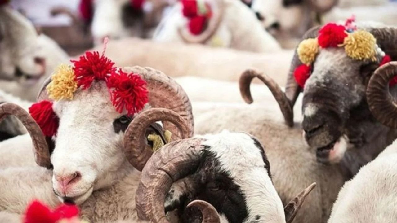 Kurban kesmek kimlere vaciptir? Diyanet cevapladı