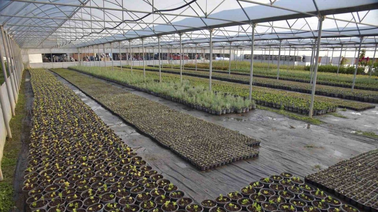Bilecik Belediyesi kendi seralarında ürettiği bitkilerle kenti renklenecek