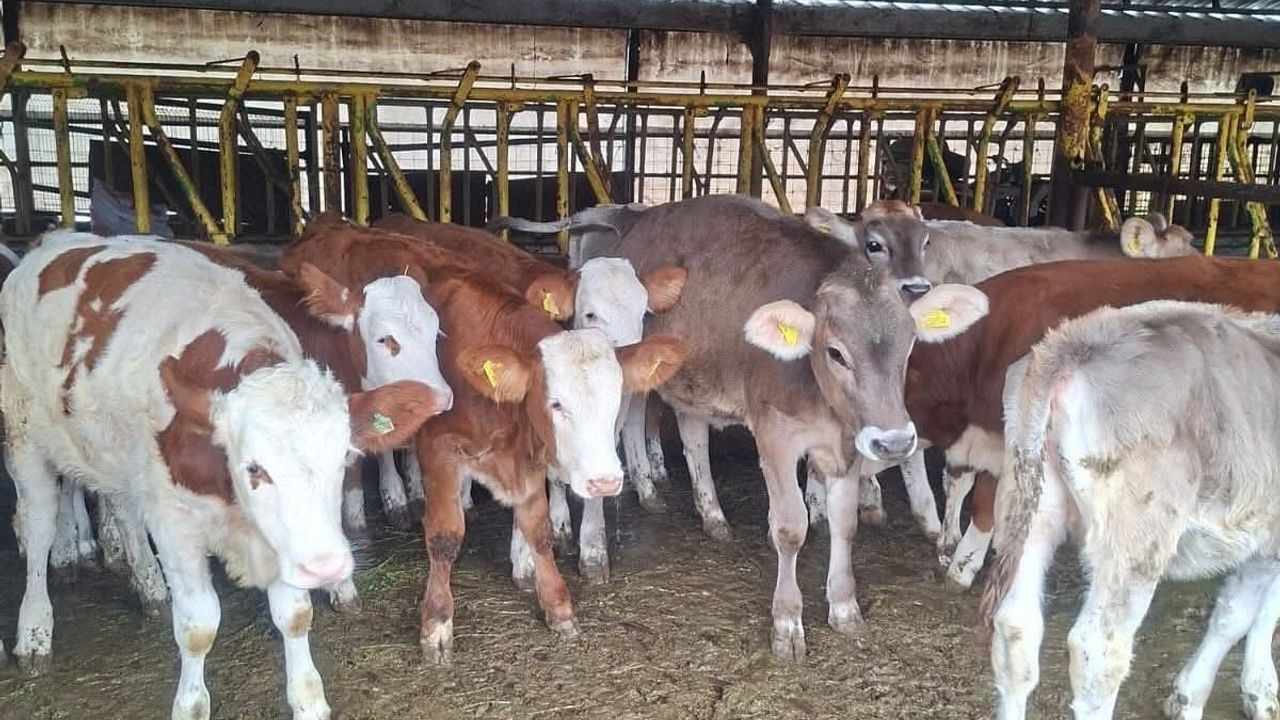 Buzağılara brusella aşısı uygulandı