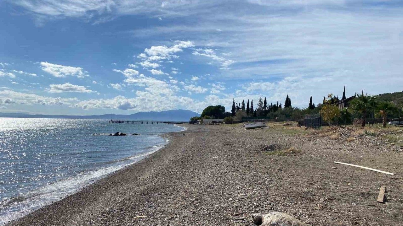 Çanakkale’de sahile ölü caretta carettalar vurdu