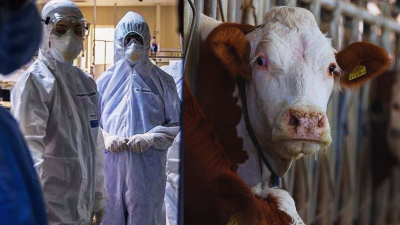 Türkiye'de yeniden görüldü! Bolu'da 'deli dana' vakası ortaya çıktı!