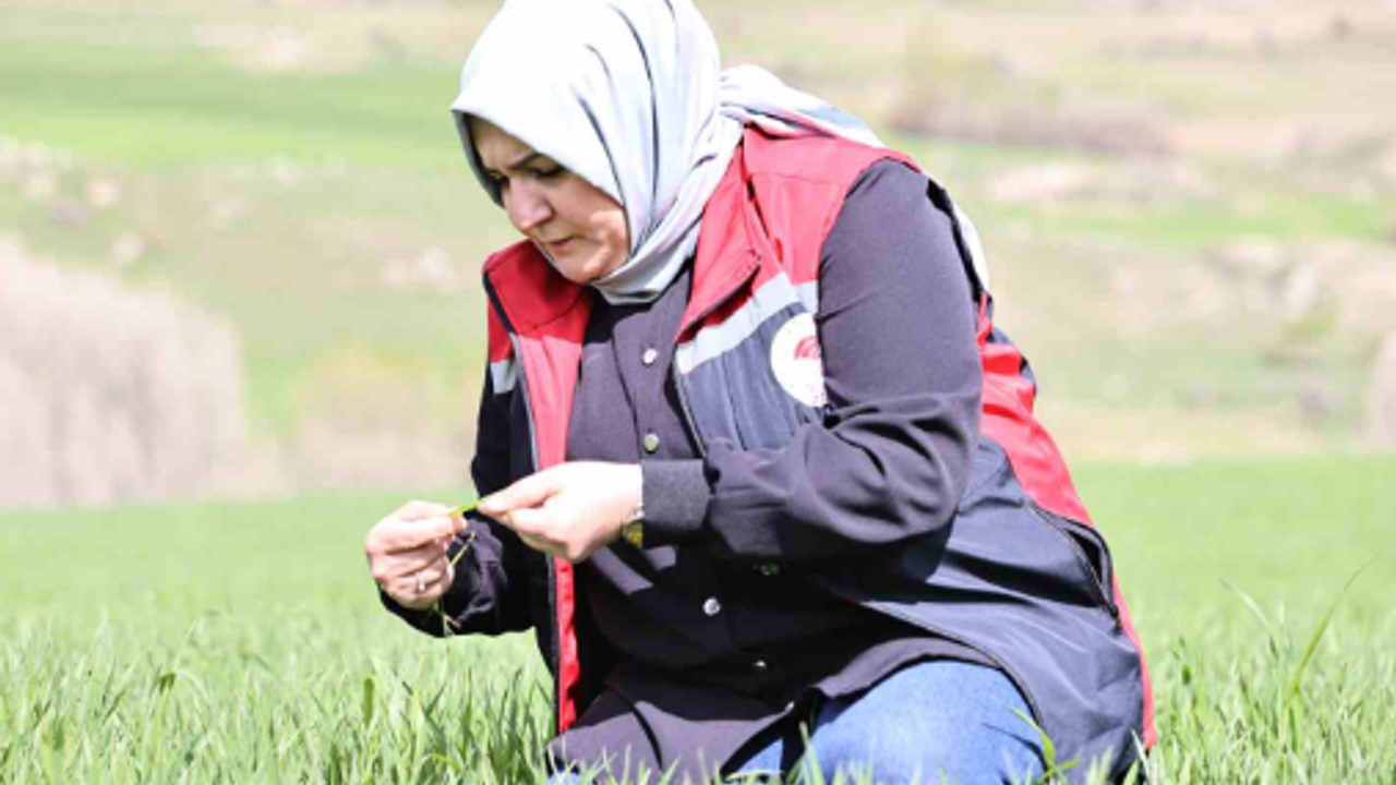 Yağışlar sonrası çiftçilere hububat tarlalarında hastalık riski uyarısı