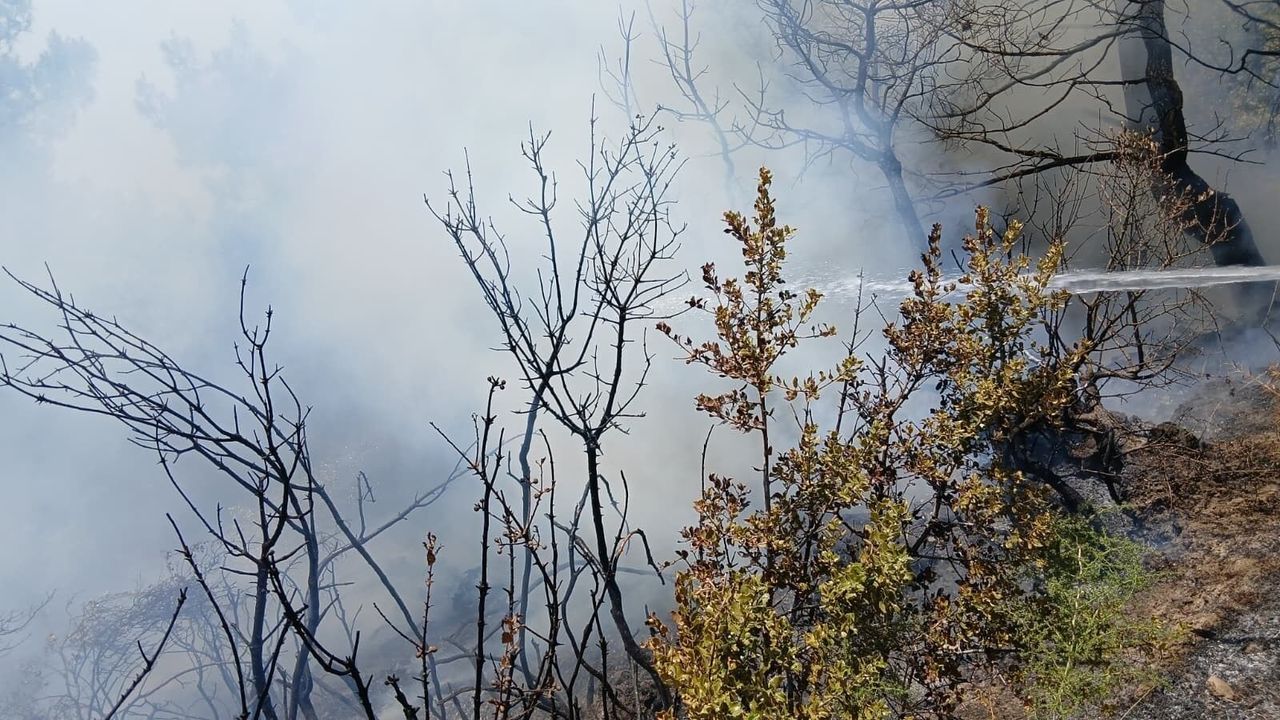 Bursa Gemlik'te piknik alanı yakınındaki yangın korkuttu