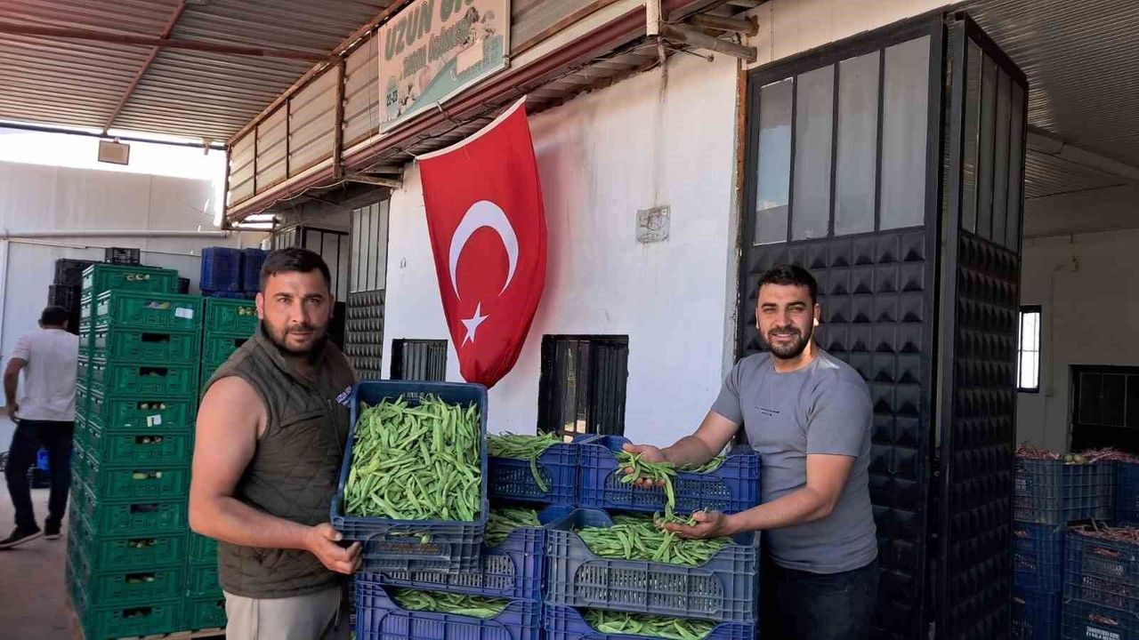 İznik'te Nazende fasulyesinde ilk hasat başladı, üretici fiy