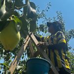 İtalyanların "zor" diyerek bıraktığı armutta, Bursa bu yıl rekora gidiyor!