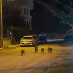 Bursa Karacabey’de yaban domuzları yerleşim alanına indi