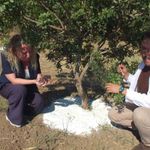 Balıkesir'de sakız hasadına başlandı