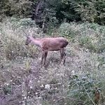 Bursa İnegöl’de gizli yaban hayatı fotokapana takıldı!