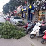 İnegöl Atatürk Bulvarı'nda rüzgar ağacı devirdi! Motosikletler zarar gördü
