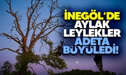 İnegöl'de Aylak Leylekler adeta büyüledi!