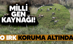 Milli gen kaynağı koruma altında!