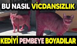 Kediyi Pembeye Boyadılar