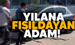 Yılana fısıldayan adam! Cesareti herkesi şaşırttı!