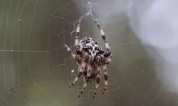 Araknofobi: Örümcek Korkusu Nedir, Nedenleri, Belirtileri, Tedavisi