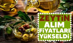 Zeytin alım fiyatları yükseldi