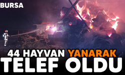 Bursa'da 44 hayvan yanarak telef oldu