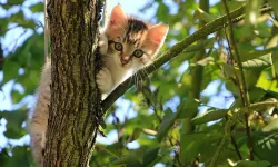 Hızla Yayılan Ölümcül Kedi Virüsü