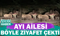 Bursa’da ayı ailesi et keyfi yaptı