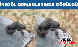 İnegöl Ormanlarında görüldü