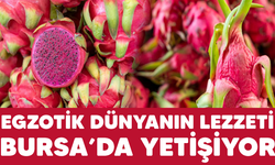 Egzotik dünyanın lezzeti Bursa'da yetişiyor