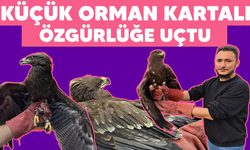 Yaralı kartal özgürlüğe uçtu