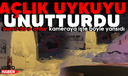 Açlık onları uyutmadı! Yemek arayışları kameraya yansıdı