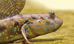 Çamur Zıpzıpı Nedir? Mudskipper ve Özellikleri