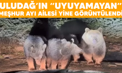 Uludağ’ın “Uyuyamayan” meşhur ayı ailesi yine görüntülendi