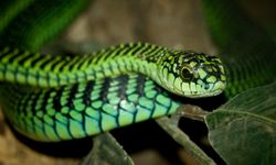 Boomslang Yılanı: Saldırısı, Zehri ve Yaşam Alanı