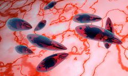Giardia İntestinalis Paraziti ve Giardiasis Hastalığı Nedir?