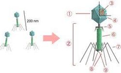 Bakteriyofajlar Nedir: Yapısı ve Özellikleri