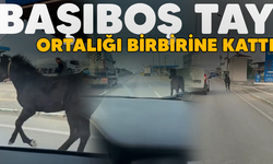 Bursa'da Başıboş Tay Trafiği Karıştırdı