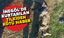 İnegöl'de kurtarılan Tilki'den kötü haber