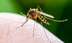 Sivrisinekler: Sivrisineğin Yok Olması Halinde Başımıza Neler Gelir? Sivrisinekler Olmazsa Yaşam olmaz mı!