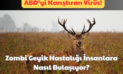 ABD’yi Karıştıran Virüs: Zombi Geyik Hastalığı İnsanlara Nasıl Bulaşıyor?