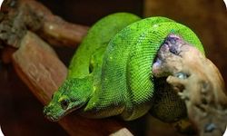 Boomslang Yılanı: Saldırısı, Zehri ve Yaşam Alanı