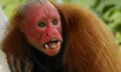 Garip Bir Primat: Kel Uakari (Kel Maymun) Ve Özellikleri