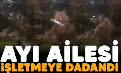 Ayı ailesi işletmeye dadandı