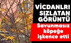 Vicdanları sızlatan görüntü! Savunmasız köpeğe işkence etti