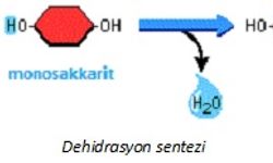 Disakkaritler Nelerdir ve Nasıl Oluşurlar?