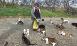 Balıkesir’de emekli hemşire 20 yıldır sokak kedilerini besliyor