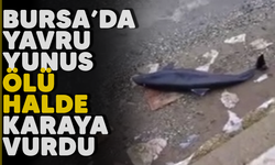 Bursa'da yavru yunus ölü halde karaya vurdu