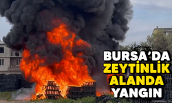Bursa'da zeytinlik alanda yangın!/BURSA HABERLERİ