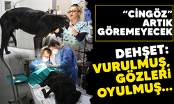 Bursa'da gözlerinden yaralanan sokak köpeği tedavi edilerek, korumaya alındı