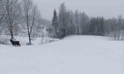 Bahar ayında Sakarya’nın yüksek kesimlerinde lapa lapa kar yağıyor