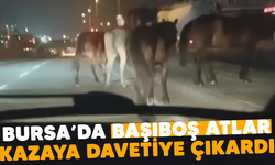 Bursa'da başıboş atlar kazaya davetiye çıkardı