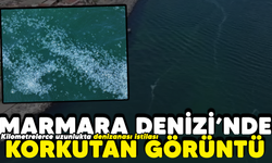 Marmara Denizi'nde korkutan görüntü! Kilometrelerce uzunlukta denizanası istilası